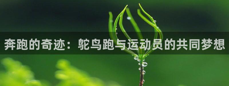 xc体育
