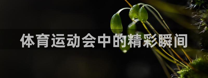 xc体育app官方网站